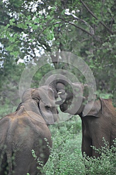 Fighting Elephants Udawalawe National Park Sri Lanka