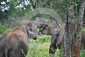 Fighting Elephants Udawalawe National Park Sri Lanka