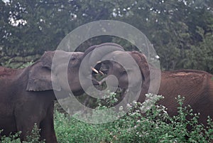 Fighting Elephants Udawalawe National Park Sri Lanka