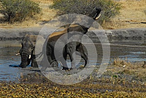 Fighting elephants at waterhole