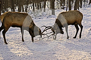 Fighting Elk