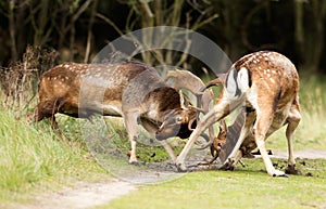 Fighting Fallow deer photo