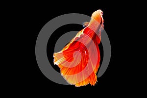 Fighting Fire brigade fish black background