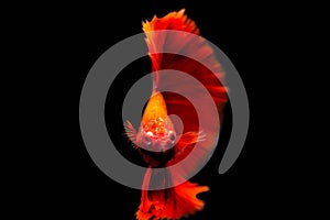 Fighting Fire brigade fish black background