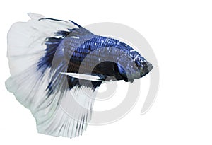 Fighting fish