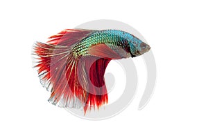 fighting fish