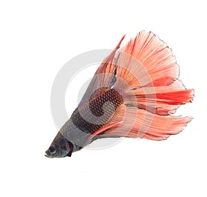 Fighting fish