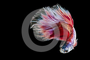 Fighting fish