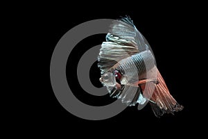 Fighting Fish