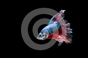 Fighting Fish