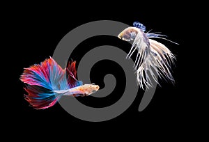 Fighting fish , betta isolated on black background