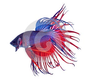 Fighting fish.Colorful Dragon Fish. isolated on white background. Betta Splendens