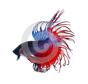 Fighting fish.Colorful Dragon Fish. isolated on white background. Betta Splendens