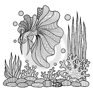 Fighting fish drawing for coloring book.