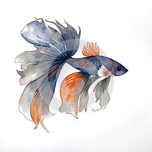 Fighting Fish Hand drawn sketch and watercolor illustrations. Watercolor painting Fighting Fish. Fighting Fish Illustration