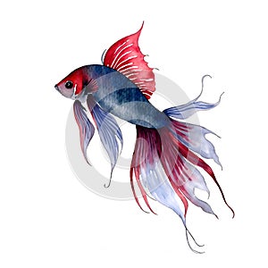Fighting Fish Hand drawn sketch and watercolor illustrations. Watercolor painting Fighting Fish. Fighting Fish Illustration