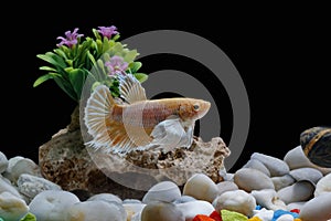 Fighting fish, Siamese fish, in a fish tank decorated with pebbles and trees, Black background