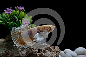 Fighting fish, Siamese fish, in a fish tank decorated with pebbles and trees, Black background