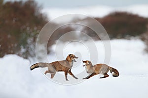 Fighting foxes photo