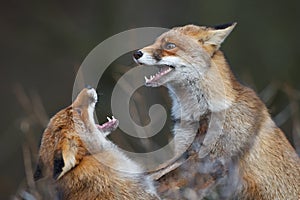 Fighting foxes