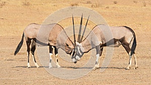 Fighting Gemsbok