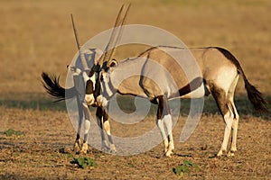 Fighting Gemsbok