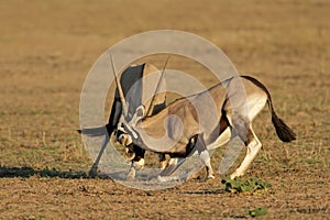 Fighting Gemsbok