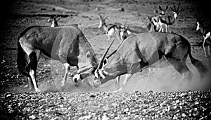 Fighting gemsbok