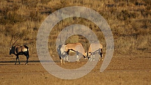 Fighting gemsbok antelopes - kalahari desert