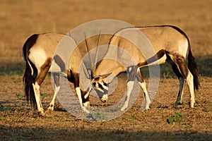 Fighting Gemsbok, Kalahari desert, South Africa