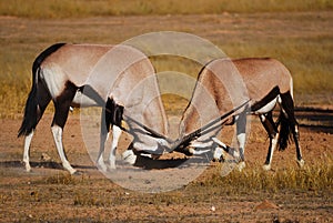 Fighting Gemsbok (Oryx gazella) photo