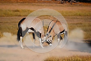 Fighting Gemsbok (Oryx gazella) photo