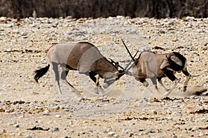 Fighting Gemsbok testing each others strength