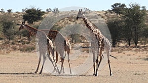 Fighting giraffe bulls