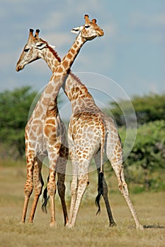 Fighting giraffes