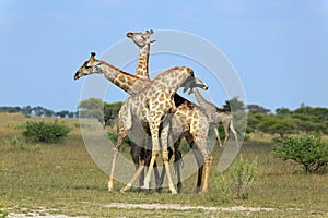 Fighting giraffes