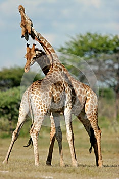 Fighting giraffes, Etosha National Park, Namibia