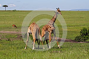 Fighting giraffes, Kenya