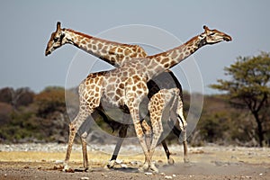 Fighting giraffes kicking up dirt