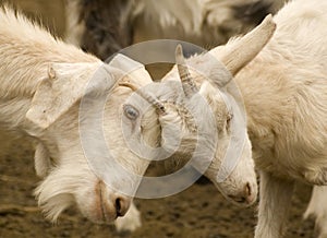 Fighting goats