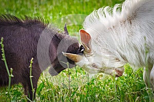 Lucha de cabras 