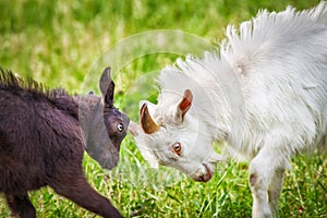 Lucha de cabras 