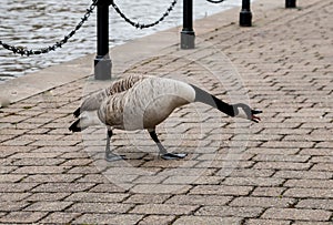 Fighting Goose on Towpath