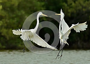 The fighting great egrets
