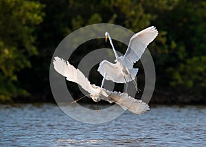 The fighting great egrets (Ardea alba).