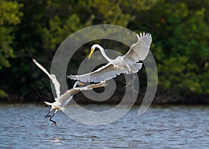 The fighting great egrets (Ardea alba).