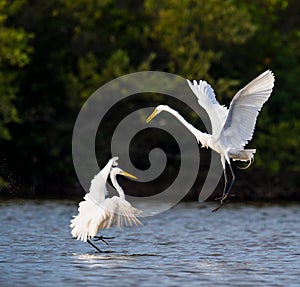 The fighting great egrets (Ardea alba).