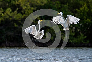 The fighting great egrets ( Ardea alba ).