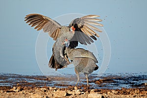 Fighting helmeted guineafowl photo