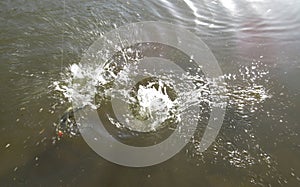 Fighting Hickory Shad on the Line